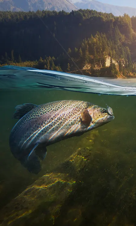 Poissons des lacs