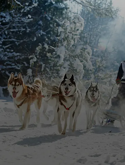 Traineau husky